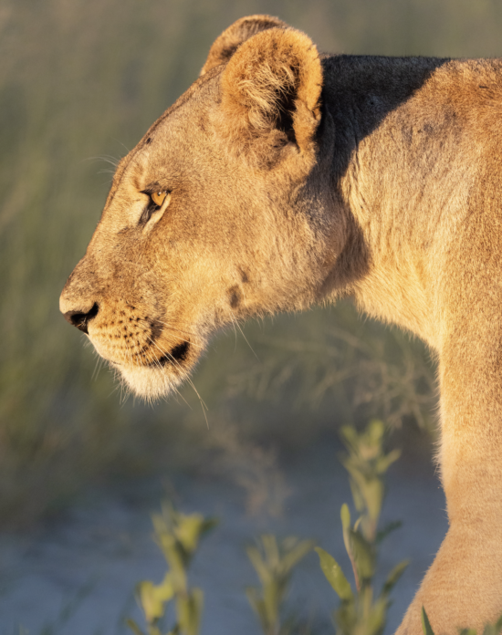 Wildlife safari Itineraries- lioness closeup